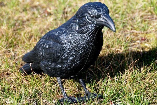 Hunting Decoy Black Plastic Crows with Feet and Stake