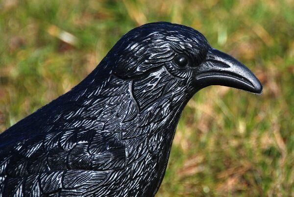 Hunting Decoy Black Plastic Crows with Feet and Stake