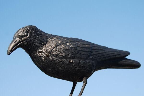 Hunting Decoy Black Plastic Crows with Feet and Stake